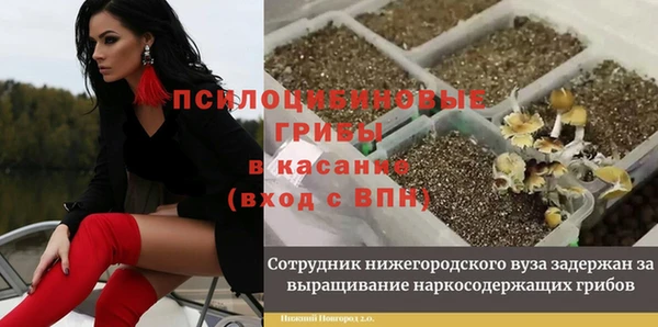 крисы Алзамай