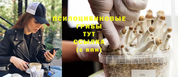 крисы Алзамай
